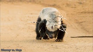 Honey Badger vs Porcupine [upl. by Laehcym670]