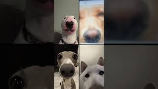 How did these dogs manage to FaceTime 😂 [upl. by Sirtemed346]