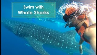 Cancun Feature Swim With Whale Sharks [upl. by Devehcoy445]