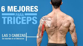 Los 6 MEJORES Ejercicios para TRICEPS ¡Basado en la Anatomía [upl. by Bilbe]