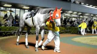 川崎競馬 32nd ホワイトクリスマスカップ The White Christmas Cup [upl. by Sila]