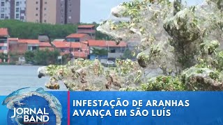 São Luís sofre com infestação de aranhas na cidade  Jornal da Band [upl. by Elnar459]