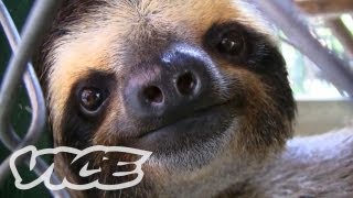 Baby Sloth Sanctuary In Costa Rica  The Cute Show [upl. by Fillander]