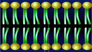 Phospholipides [upl. by Jun]