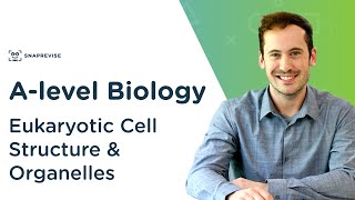 Eukaryotic Cell Structure amp Organelles  Alevel Biology  OCR AQA Edexcel [upl. by Lupee]