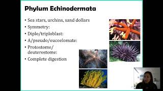 Phylum Echinodermata [upl. by Raybin357]