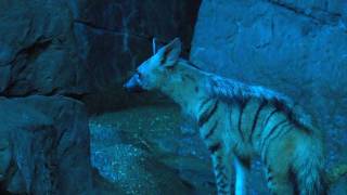 Aardwolf  Cincinnati Zoo [upl. by Eilrac]