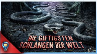 Top 5 Die giftigsten Schlangen der Welt [upl. by Altman]