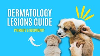 Your GUIDE To PrimarySecondary Dermatology Lesions [upl. by Helmut]