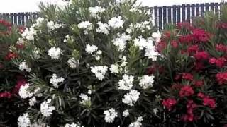 Nerium oleander [upl. by Delores]