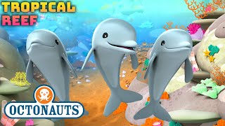 ​Octonauts  🪸 Coral Reefs amp Bottlenose Dolphins 🐬  Compilation  Kidzuko​ [upl. by Boccaj]