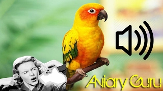 Sun conures VERY NOISY  Pet Birds  very loud BIRDS 2019 [upl. by Dorweiler38]