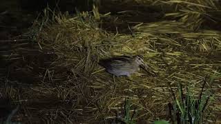 Lathams Snipe molting juvenile 230909 Japan [upl. by Tessa]