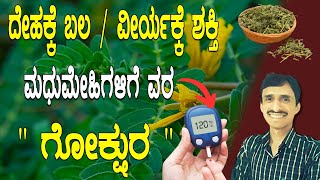 ವಾತದೋಷಕ್ಕೆ ರಾಮಬಾಣ ದೇಹಕ್ಕೆ ತಂಪು ಗೋಕ್ಷುರ  Gokshura benefits  Dr Vinayak Hebbar [upl. by Edee144]