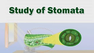 Study of stomata  Structure And Working Of Stomata  Science Lab [upl. by Atiekahs956]