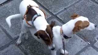 Jack Russel terrier mating [upl. by Arobed]