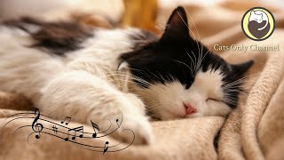 Calming Music for Cats  Relaxation Deep Sleep Stress Relief Peaceful Piano Music [upl. by Leone]