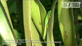 Exo Terra  Madagascar Phelsuma dubia Phelsuma pusillalineata complex [upl. by Christabel]