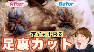 意外と簡単だった！ハサミやバリカンであなたも愛犬の足裏ムダ毛をカットしてあげましょう♪ [upl. by Eedeed]