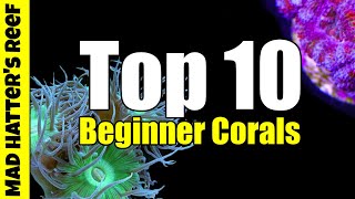 Top 10 Best Beginner Corals For Your Reef Tank [upl. by Koehler]