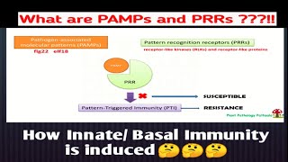 Pattern Triggered Immunity PTIPAMPPRR PLANT PATHOGEN INTERACTION [upl. by Annahsor]