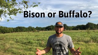 Which is it Bison or Buffalo [upl. by Glenden]