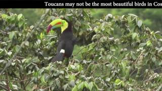 Stunning video of KeelBilled Toucans Singing in Costa Rica [upl. by Tonnie710]