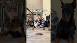 Who saw that coming 🙋🏽‍♂️ explore shorts pets reels [upl. by Avihs571]