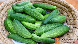 Jak pěstovat okurky nakládačky ze semen Cucumis sativus [upl. by Tychonn]