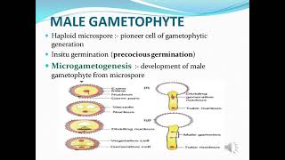 MICROGAMETOGENESIS [upl. by Nathanial]