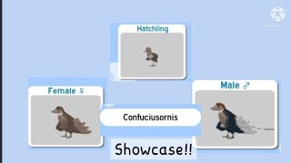 Confuciusornis showcase Roblox Feather Family [upl. by Anitaf826]