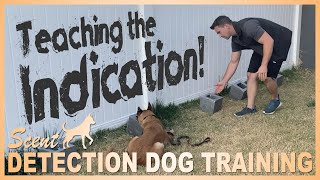 How to Teach Your Dog to Indicate on The Odor Episode 6 [upl. by Aidin]