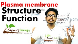 Plasma membrane structure and function [upl. by Lamonica8]