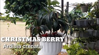 Benefits of Christmas Berry as medicinal plantArdisia Crenata [upl. by Sears]