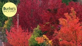 Burkes Backyard Best Autumn Trees [upl. by Ancier584]