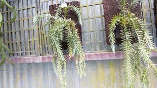 Lycopodium phlegmaria L 蕨類植物 石松盆栽 [upl. by Eire]