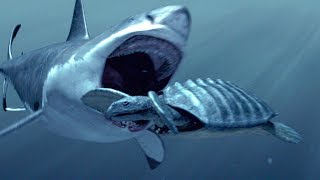 How The Megalodon Hunted  SHARK WEEK [upl. by Akerdnuhs]