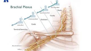 Upper Extremity Nerve Blocks 2020  Dr Bauereis [upl. by Olegnalehcim]