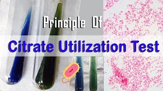 Principle Of Citrate Utilization Test [upl. by Mandal92]