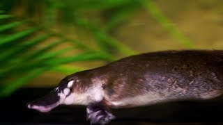 Fact Drop Platypus [upl. by Melisse727]