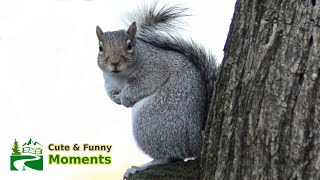 Squirrel barking amp squeaking loud sound as dancing on mushroom [upl. by Isleana]