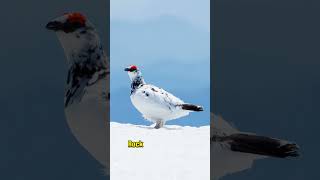 Why the Rock Ptarmigan is a Master of Winter Survival rockptarmigan birdlovers wildlife [upl. by Anitsihc]