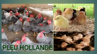 élevage  poulet bleu Hollande en 15 jour élevage notre fierté [upl. by Ahsiemat616]