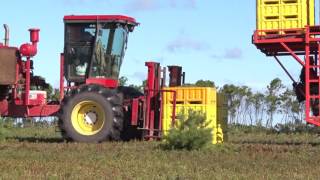 Lawtons Wild Blueberry Harvest [upl. by Brathwaite]