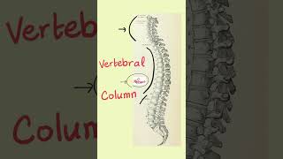 Anatomy of the Vertebral Column The Spine [upl. by Oiramej725]