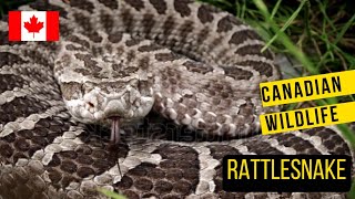 Ontarios Only Venomous Snake The Massasauga Rattlesnake [upl. by Wernher]