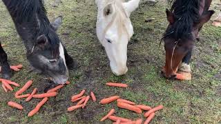 Horses eating carrots [upl. by Hannahc]