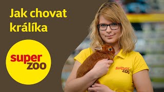 Jak chovat králíka  Super zoo [upl. by Ayam]