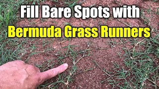 Fix Bare Spots Bermuda Grass with Runners [upl. by Ilagam]