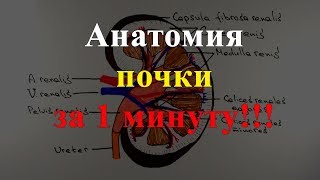 Анатомия почки за 1 минуту [upl. by Feriga]